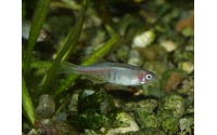 Danio brillant - Danio choprae