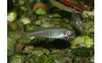 Danio brillant - Danio choprae