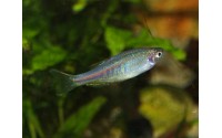 Danio brillant - Danio choprae
