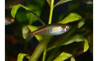 Danio brillant - Danio choprae
