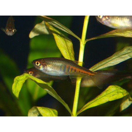 Danio brillant - Danio choprae