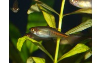 Danio brillant - Danio choprae
