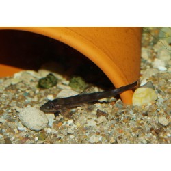 Loche lézard noire - Balitoropsis zollingeri
