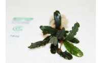 Bucephalandra motleyana "velvet leaf entihong"