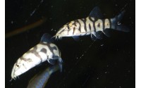 Loche réticulée - Botia lohachata - 3 à 4 cm