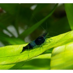 Crevette Dark blue rili - Neocaridina davidii