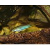 Xipho vert - Xiphophorus helleri