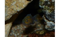 Neolamprologus falcicula