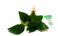 Anubias barteri wrinkel leaves