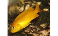 Pseudotropheus saulosi "red coral"