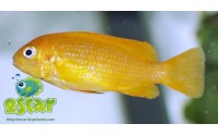 Pseudotropheus saulosi "red coral"