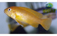 Pseudotropheus saulosi "red coral"