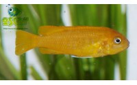 Pseudotropheus saulosi "red coral"