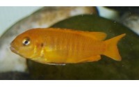 Pseudotropheus saulosi "red coral"