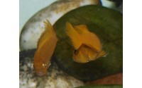 Pseudotropheus saulosi "red coral"
