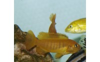Pseudotropheus saulosi "red coral"