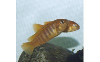 Pseudotropheus saulosi "red coral"