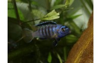 Pseudotropheus saulosi "red coral"