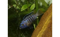 Pseudotropheus saulosi "red coral"