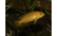 Pseudotropheus saulosi "red coral"