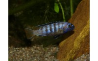 Pseudotropheus saulosi "red coral"