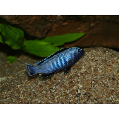 Pseudotropheus saulosi "red coral"