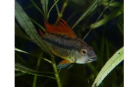 Cichlidé perroquet nain orange - Apistogramma cacatuoïdes orange femelle
