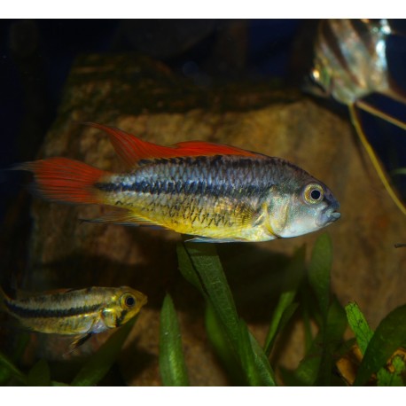 Cichlidé perroquet nain orange - Apistogramma cacatuoïdes orange femelle