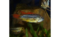 Cichlidé perroquet nain orange - Apistogramma cacatuoïdes orange femelle
