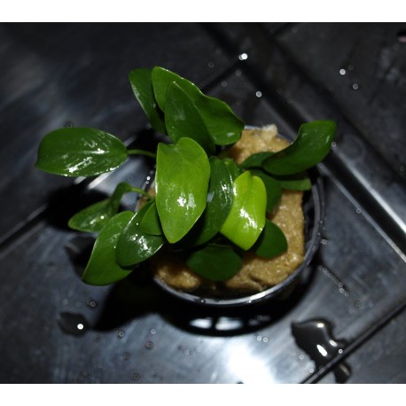 Anubias nana petites feuilles