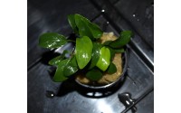 Anubias nana petites feuilles