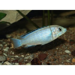 Labidochromis caeruleus Nkhali