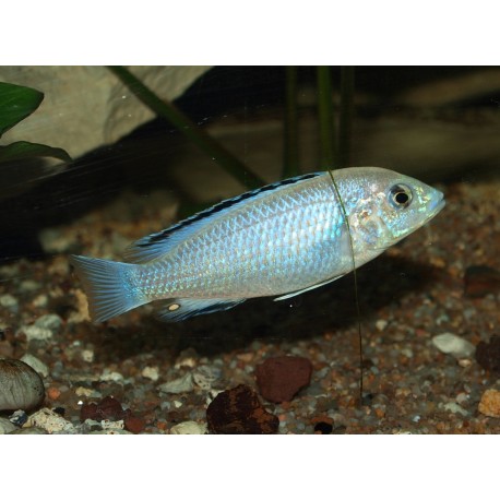Labidochromis caeruleus Nkhali
