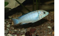 Labidochromis caeruleus Nkhali