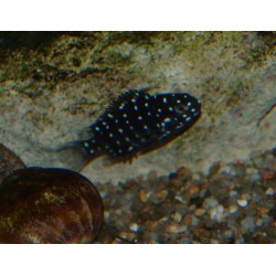 Tropheus duboisi "Msawa"