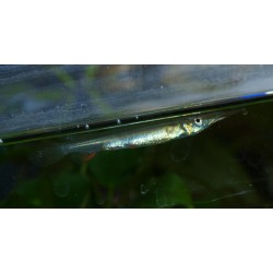 Demi-bec - Dermogenys pusilla