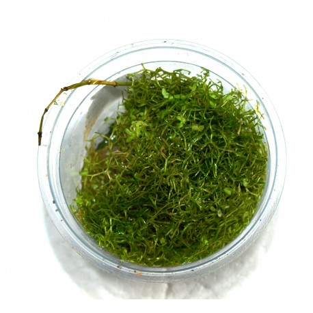 Riccia fluitans