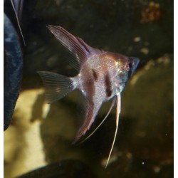 Scalaire "Rio Itaya" - Pterophyllum scalare