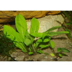 Neobeckia aquatica - Rorippa aquatica