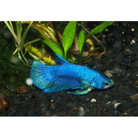 Combattant plakat bleu - Betta splendens