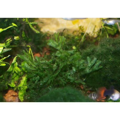 Monosolenium Tenerum