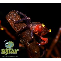 Geosesarma sp. "red devil"