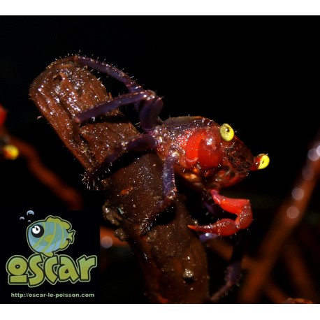Geosesarma sp. "red devil"