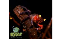 Geosesarma sp. "red devil"