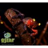 Crabe "red devil" - Geosesarma hagen