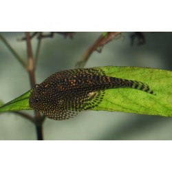 Loche papillon - Beaufortia kweichowensis