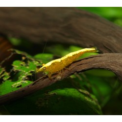 Crevette Yellow neon - Neocaridina davidii