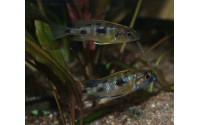 Otopharynx lithobates "black orange dorsal"
