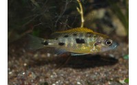 Otopharynx lithobates "black orange dorsal"