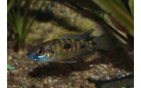 Otopharynx lithobates "black orange dorsal"